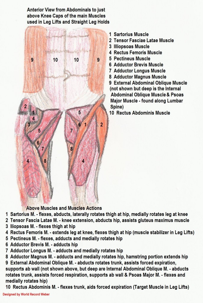 Muscles for Leg Lifts!