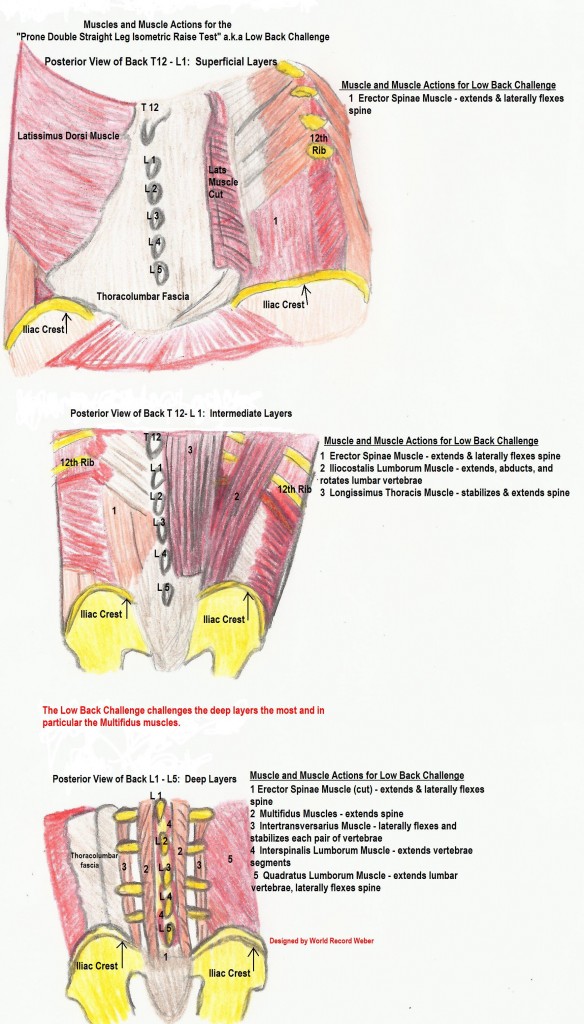 Low Back Challenge Muscles
